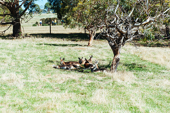 _aus7060jpg_33105807285_o