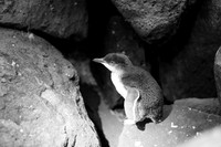 _aus8280jpg_32439287654_o