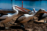 _aus6777jpg_32260189904_o