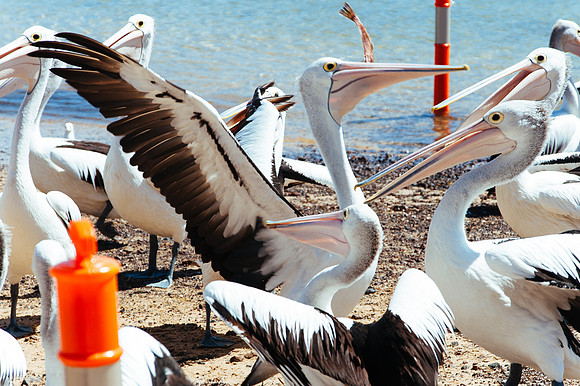 _aus6829jpg_33105713535_o