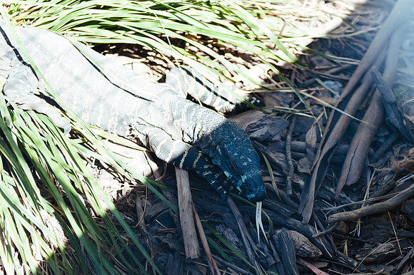 _aus7032jpg_32978637181_o