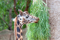 AUS_9732-2