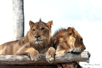 AUS_9681