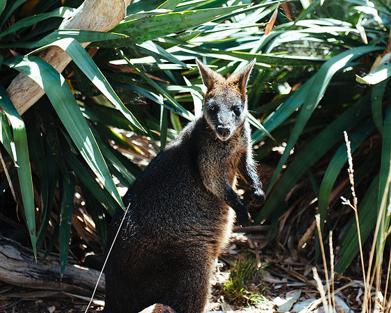 _aus6981jpg_32978614181_o