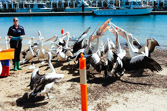 _aus6858jpg_33105731485_o